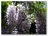 Flowers near Unit